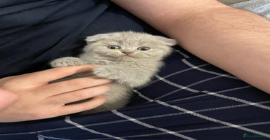 Scottish Fold cats - Advert 6