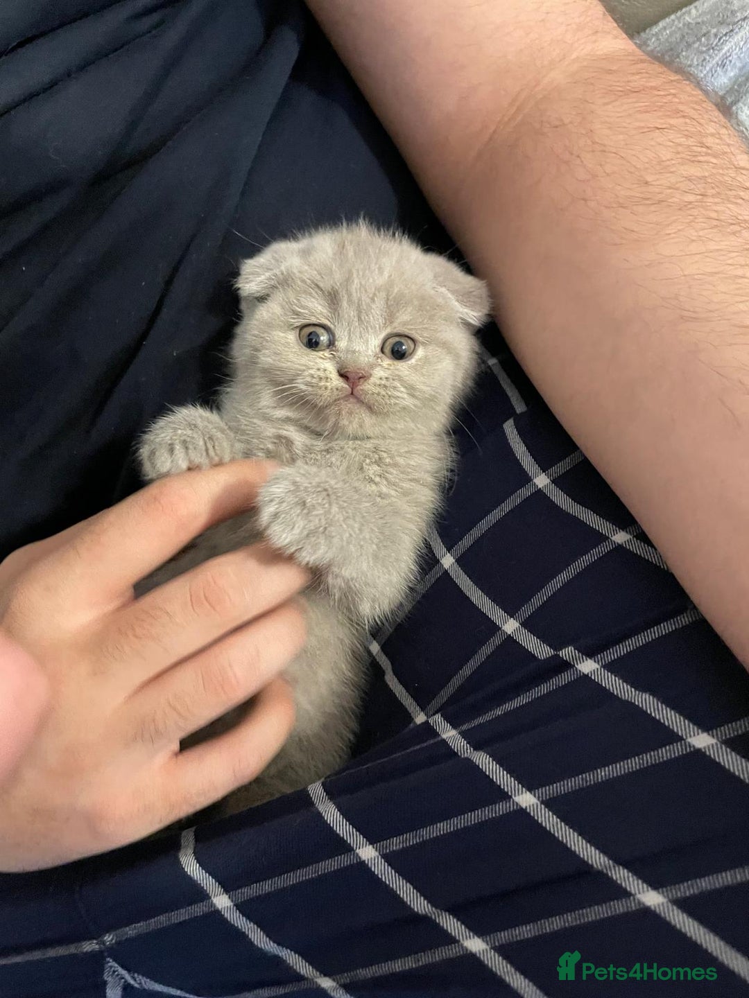 Scottish Fold cats for sale: Very Friendly Kittens, Pedigree Scottish Fold  - Image 3