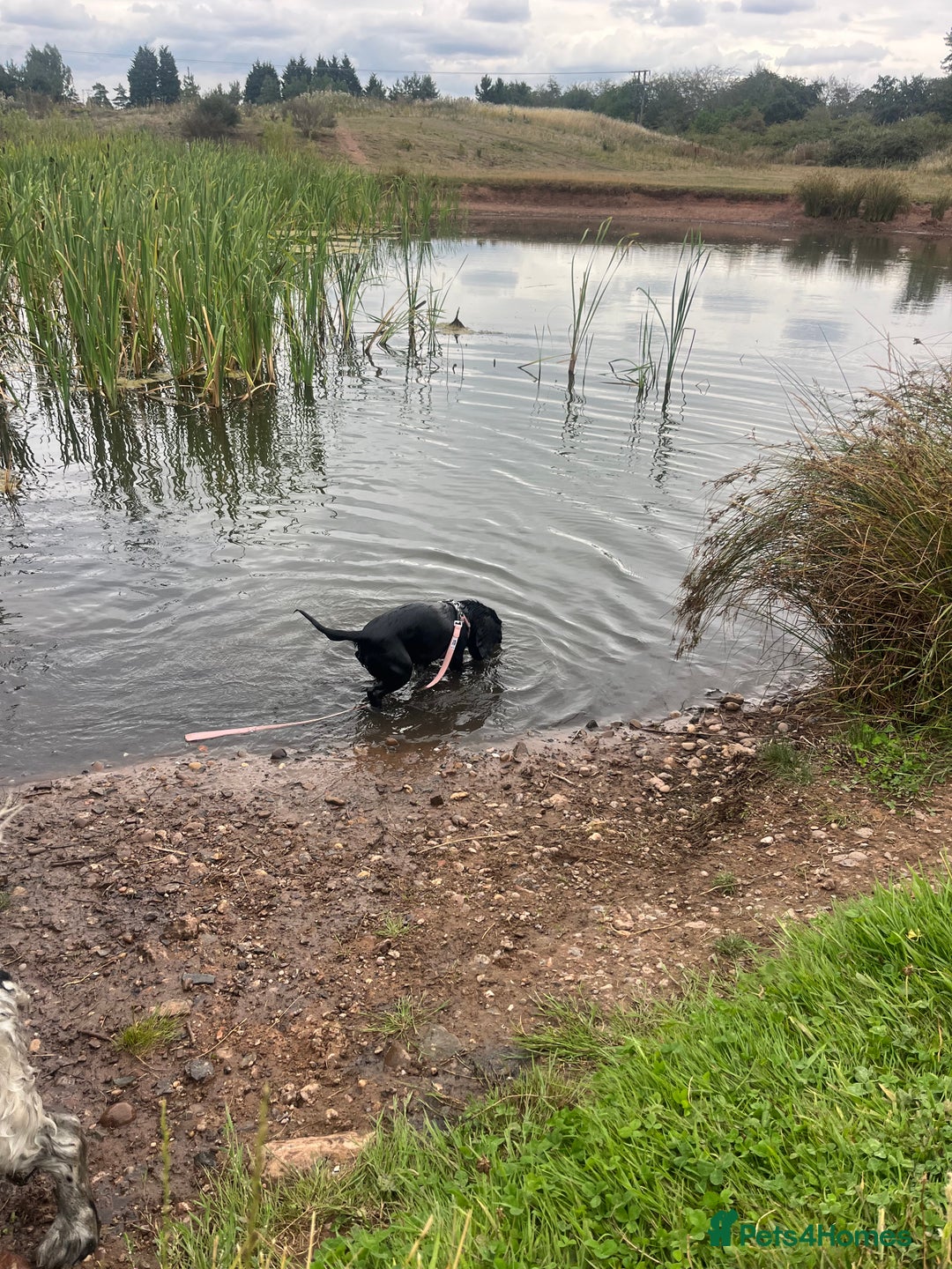 Cocker Spaniel dogs for sale: Rosie - One Year Old - Advert 8