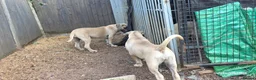 Boerboel dogs for sale: SABBS REGISTERED KENNEL - Advert 12