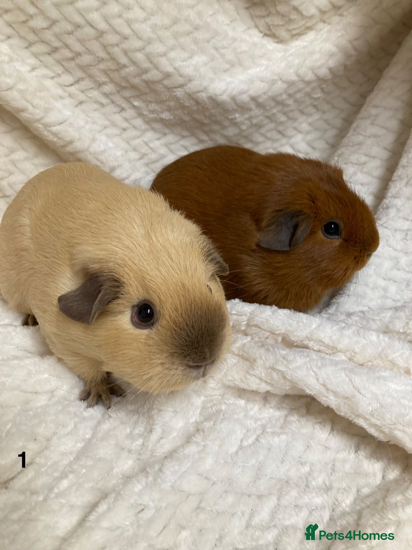 Guinea Pig rodents for sale: Californian and dark eyed golden Guinea pigs - Advert 1