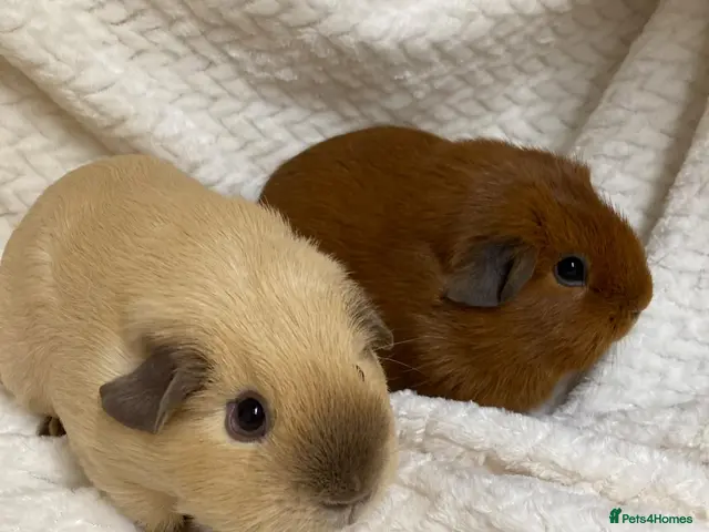 Guinea Pig rodents for sale: Californian and dark eyed golden Guinea pigs - Advert 1