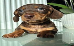 Miniature Dachshund dogs for sale: Three little miniature dachshund boys  - Advert 10