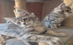Maine Coon cats for sale: Beautiful Maine Coon kittens  - Image 7