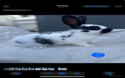 English Spot rabbits for sale: Adorable English Spot x Rex bunnies for sale.  - Image 2