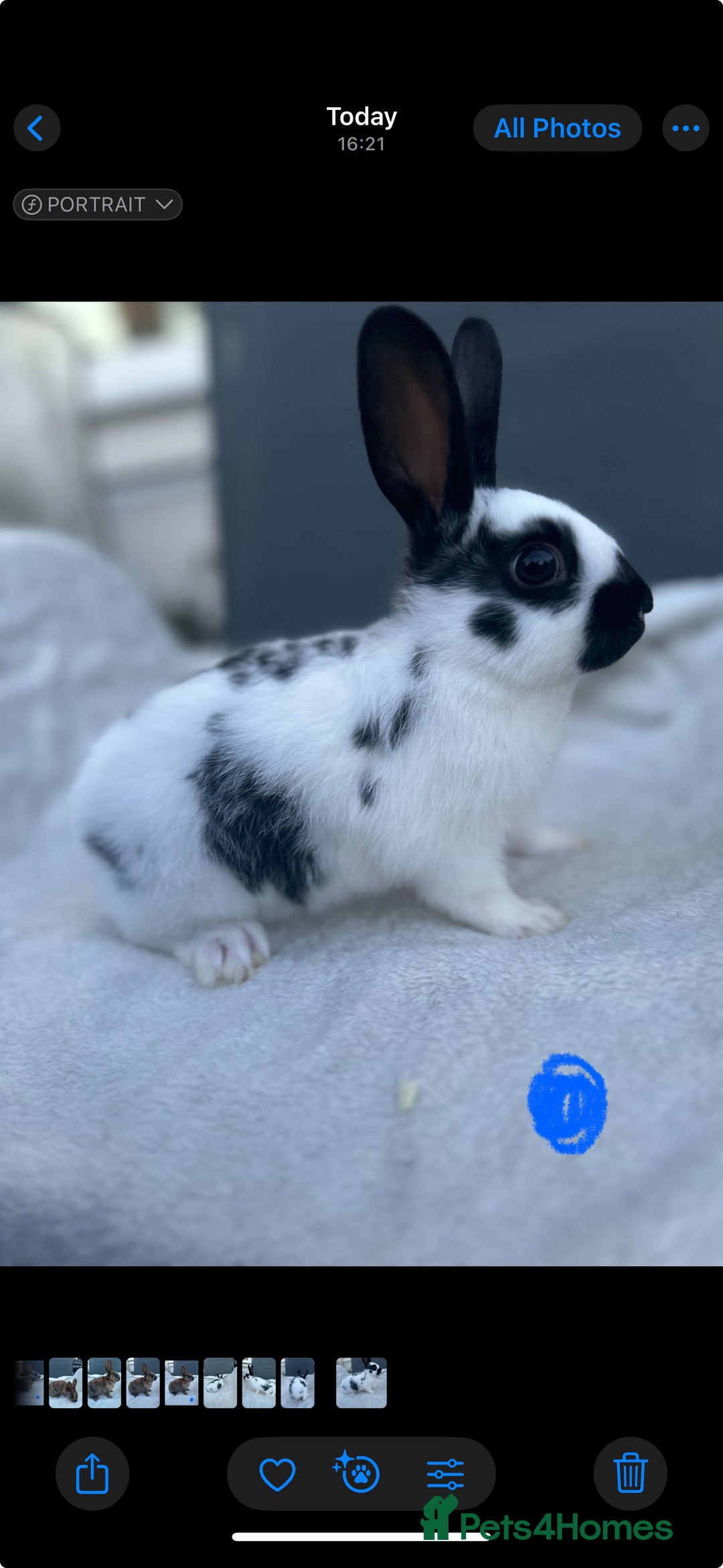 English Spot rabbits for sale: Adorable English Spot x Rex bunnies for sale.  - Image 2