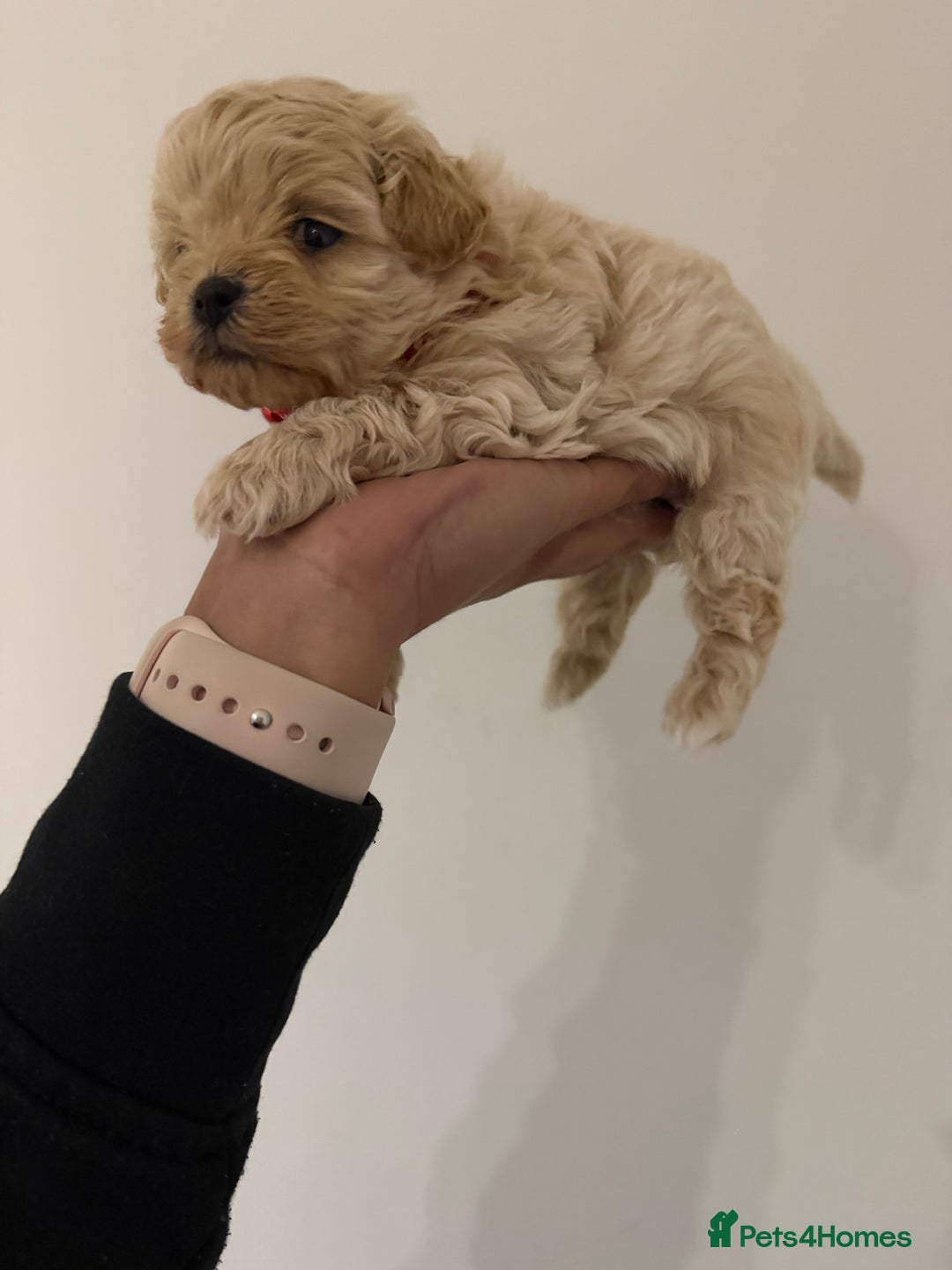 Maltipoo dogs for sale: Small Maltipoo puppy’s - Advert 13