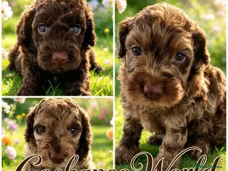 Cockapoo dogs DNA CLEAR,beautiful Cockapoos, Ready 5th November - Advert 9