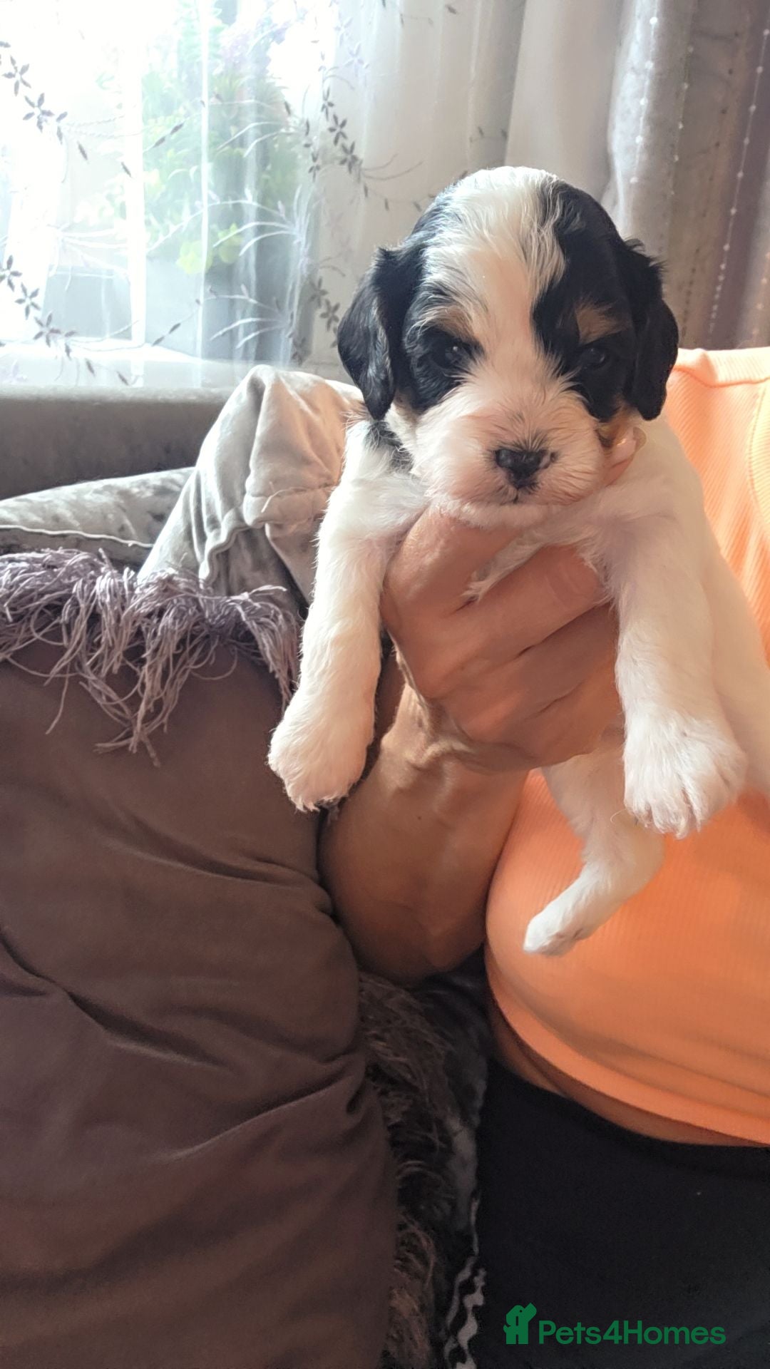 Cavapoo dogs Beautiful cavapoo puppies  - Advert 1