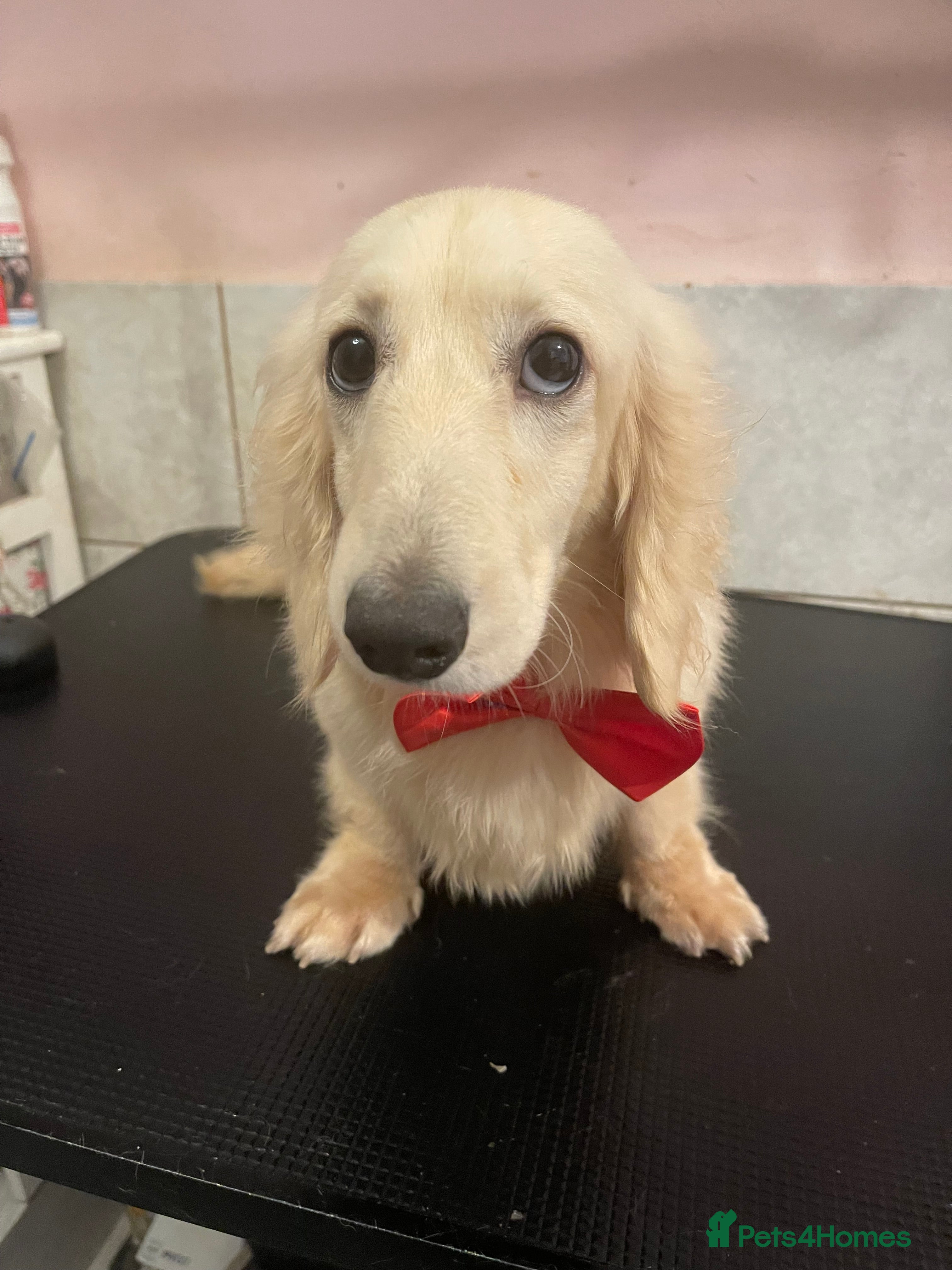 Miniature Dachshund dogs KC  Cream long haired Dachshund for stud  in Rugby - Advert 7