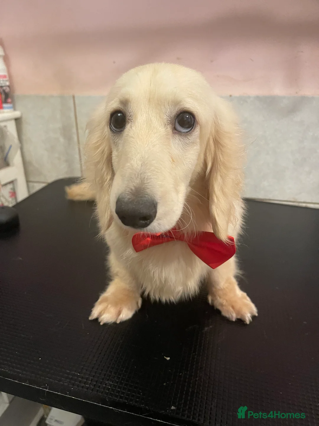 Miniature Dachshund dogs for stud: KC  Cream long haired Dachshund for stud  in Rugby - Advert 1