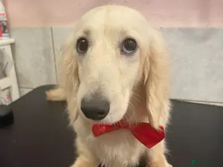 Miniature Dachshund dogs KC Cream long haired Dachshund for stud in Rugby - Advert 7