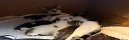 Mixed Breed cats for sale: Gorgeous Kittens Looking for Loving Homes - Advert 3