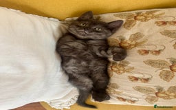 Siberian cats for sale: Beautiful Siberian Mix Kitten - Ready Soon!  - Image 4