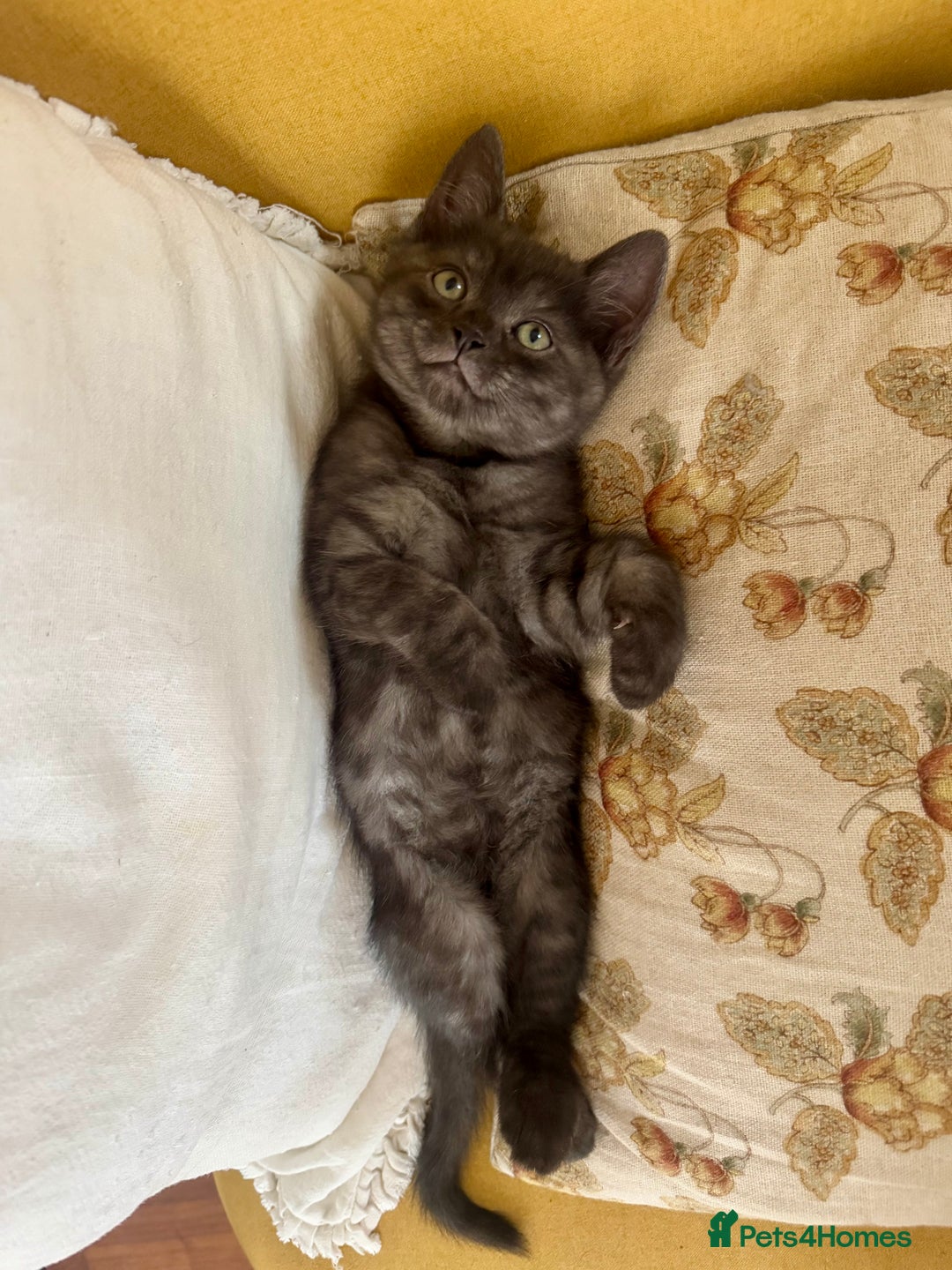 Siberian cats for sale: Beautiful Siberian Mix Kitten - Ready Soon!  - Image 4
