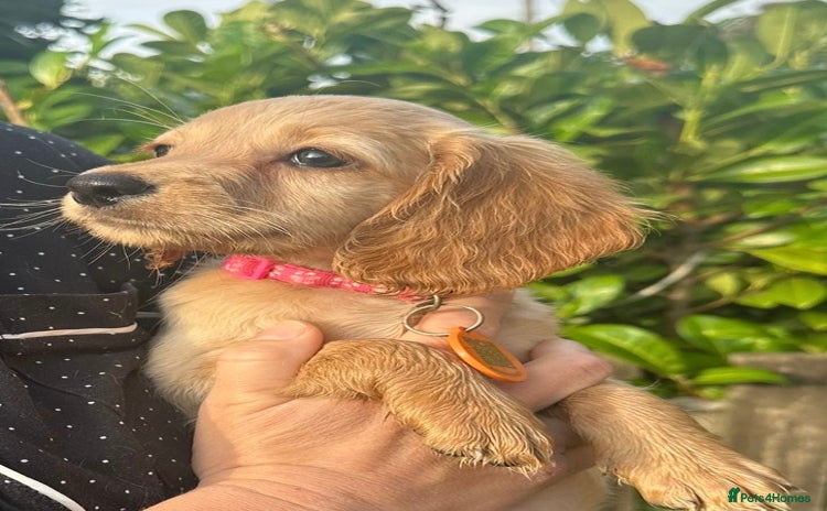 Cockapoo dogs - Advert 1