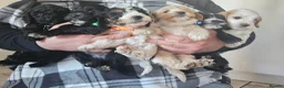 Cockapoo dogs for sale: 7 beautiful little cockerpoo puppies 🐶🐶 - Advert 16