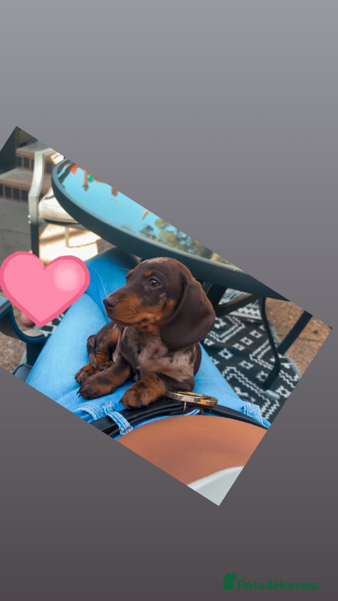 Dachshund dogs 10 week old puppy  - Advert 16