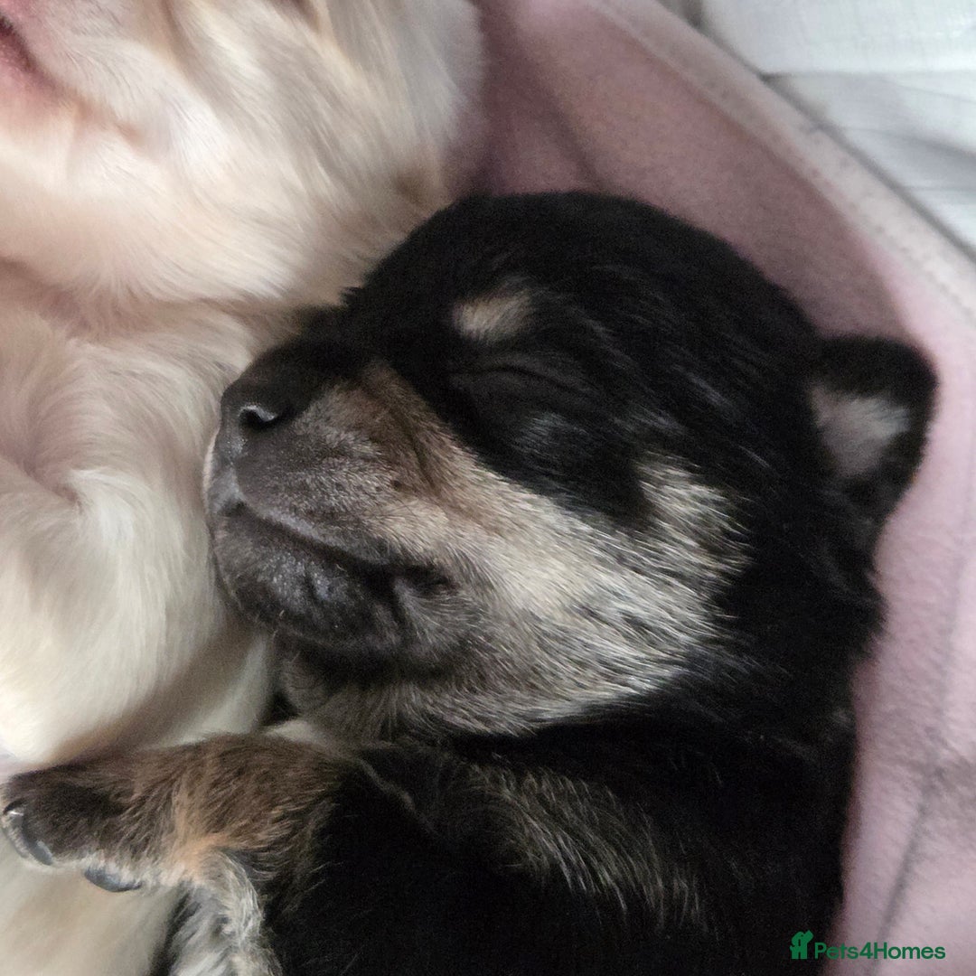 Chihuahua dogs for sale: Smooth coat Chihuahua puppies - Image 5