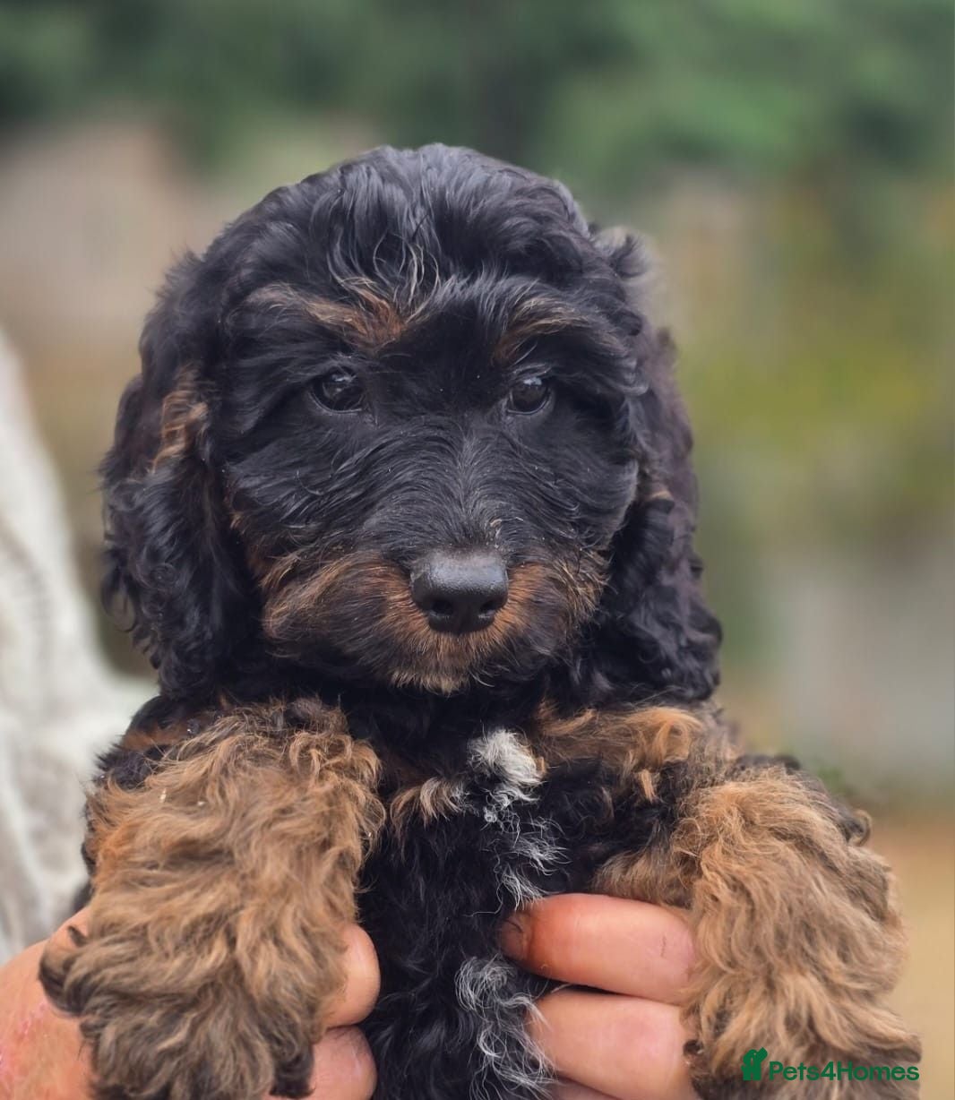 Cockapoo dogs F1 Cockapoo Puppies Ready To Go Domestic Licence - Advert 1