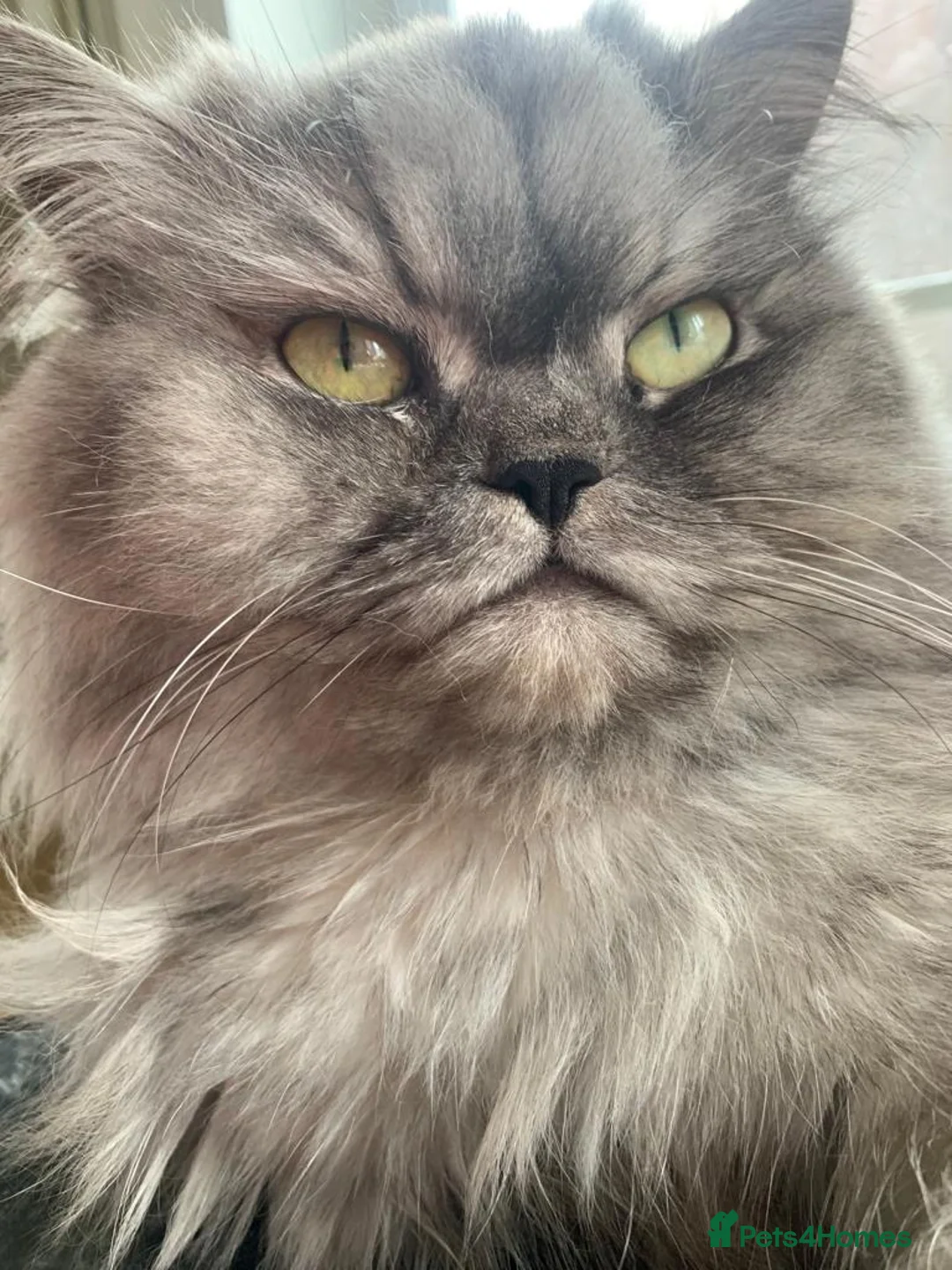 Persian cats for sale: 3 beautiful pure bred Persian kitten - Advert 15