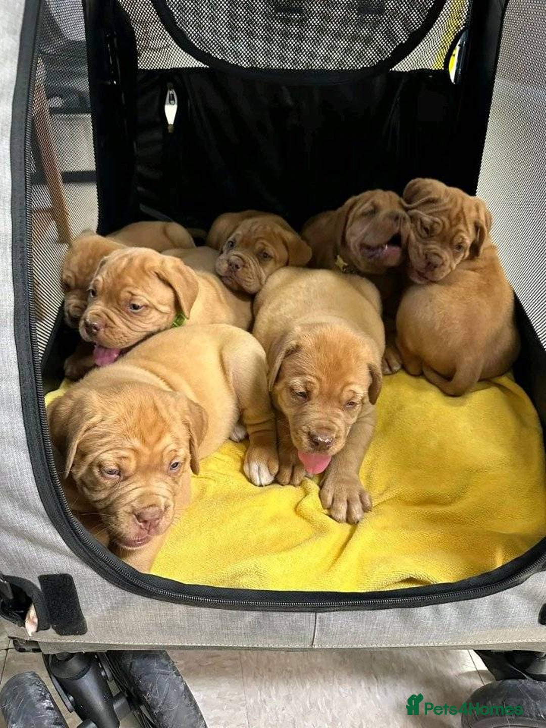 Dogue De Bordeaux dogs for sale: Dogue de Bordeaux puppies now available! - Image 4