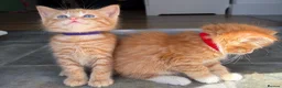 Mixed Breed cats for sale: 6 GORGEOUS HALF-RAGDOLL kittens ❤️ - Advert 8