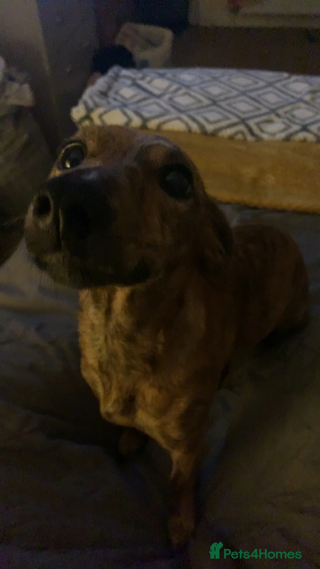 Mixed Breed dogs for sale: Whippet cross Jack Russell  - Advert 1