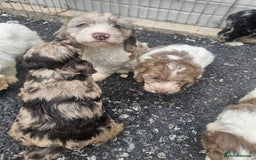Cockapoo dogs for sale: Cockapoo puppies 🐶  - Image 30