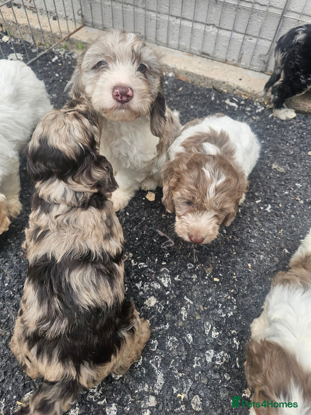 Cockapoo dogs for sale: Cockapoo puppies 🐶  - Image 30