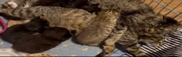 Mixed Breed cats for sale: Gorgeous kittens  - Advert 2