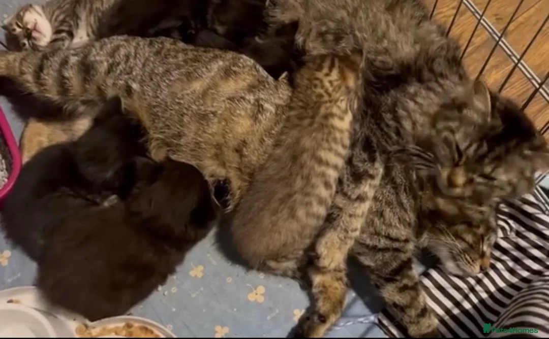 Mixed Breed cats for sale: Gorgeous kittens  - Advert 2
