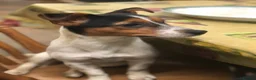 Jack Russell dogs for sale: DOCKED/ SMOOTH COAT/ SHORT LEG JACK RUSSELS - Advert 3