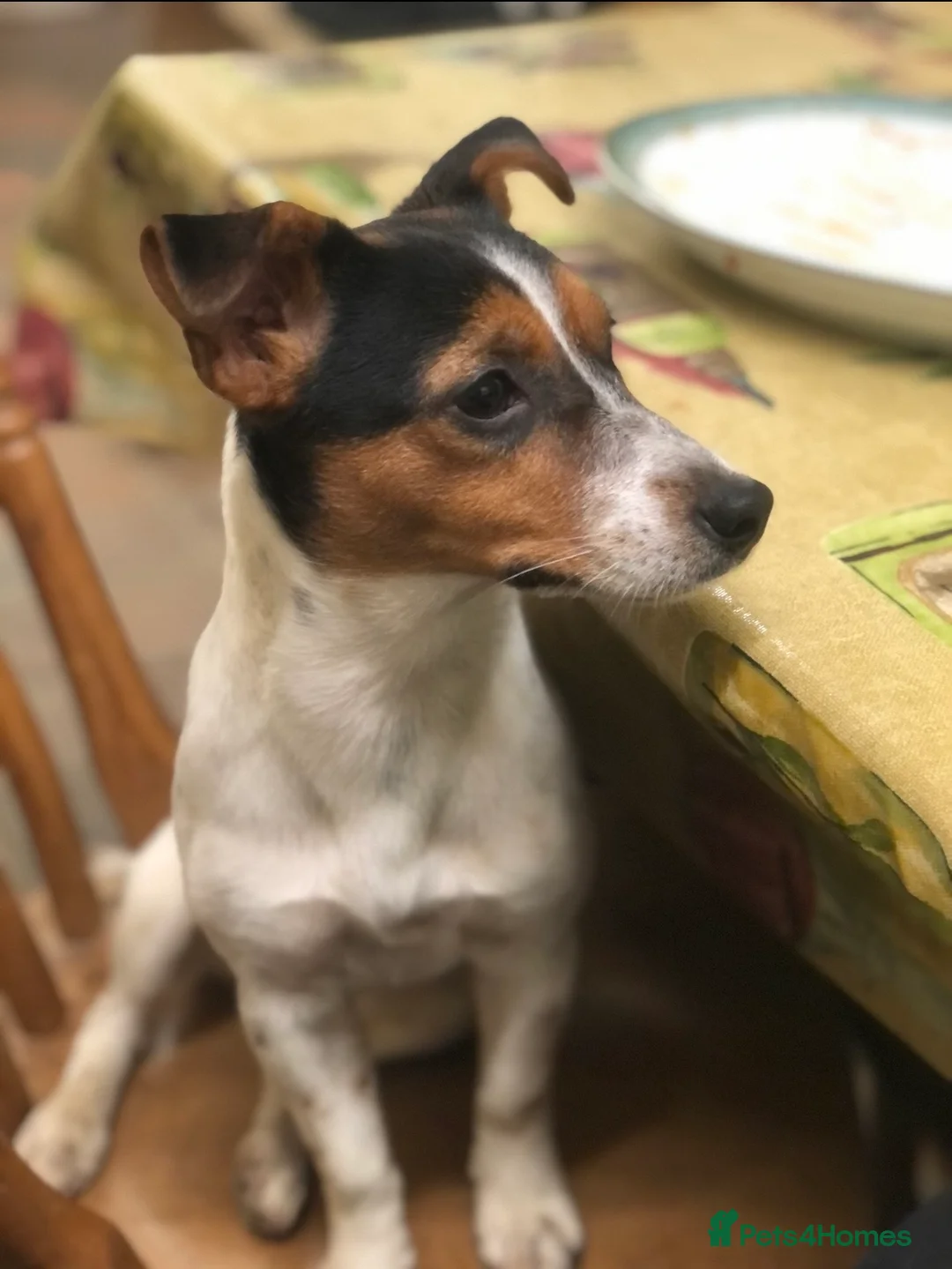 Jack Russell dogs for sale: DOCKED/ SMOOTH COAT/ SHORT LEG JACK RUSSELS - Advert 5