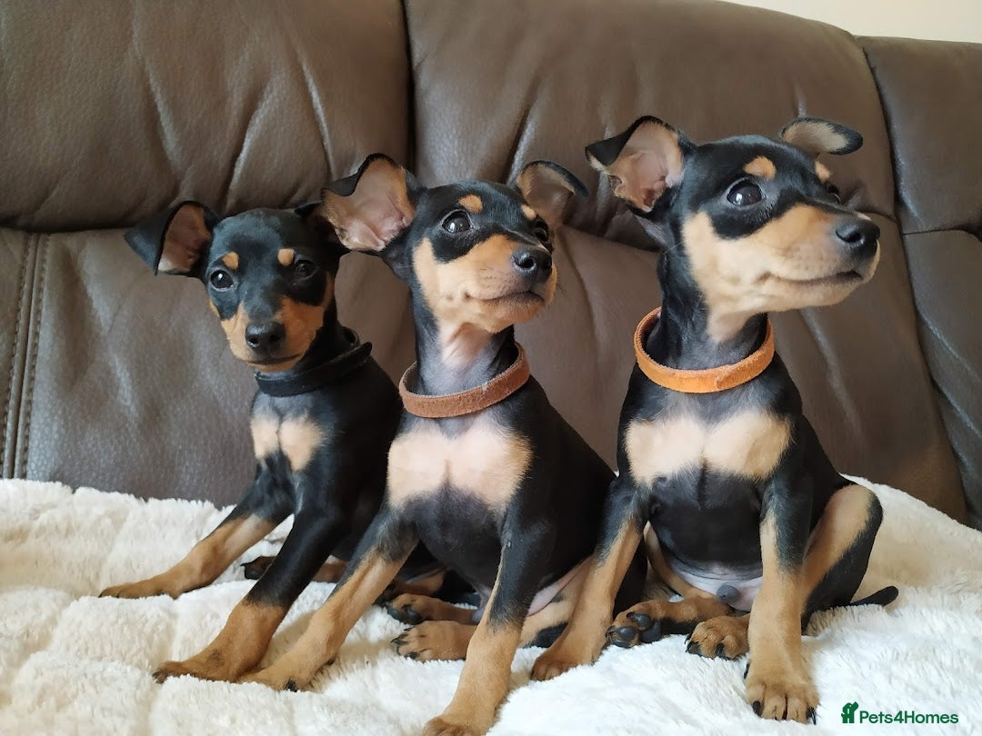Miniature Pinscher dogs for stud: KC Registered miniature pinscher for stud  in Bolton - Advert 7