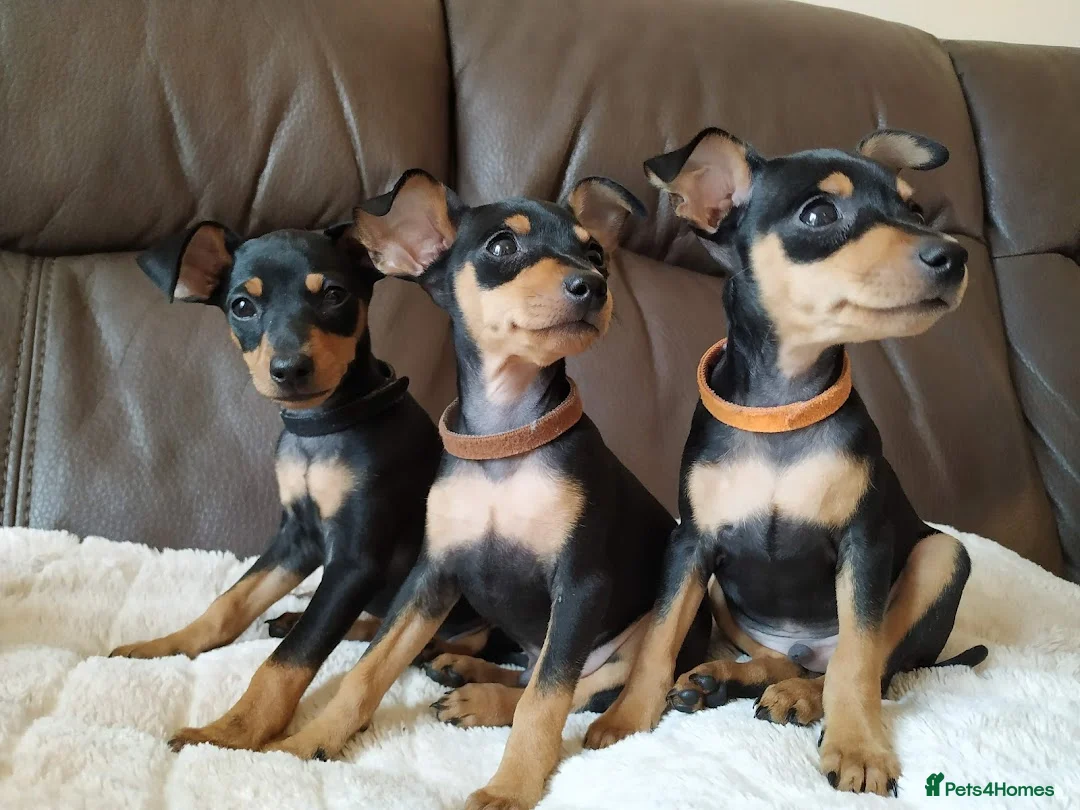 Miniature Pinscher dogs for stud: KC Registered miniature pinscher for stud  in Bolton - Advert 7