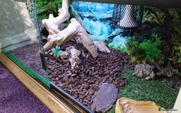 Boa Snake reptiles for sale: Hog Island boa and full double level custom set up - Image 11