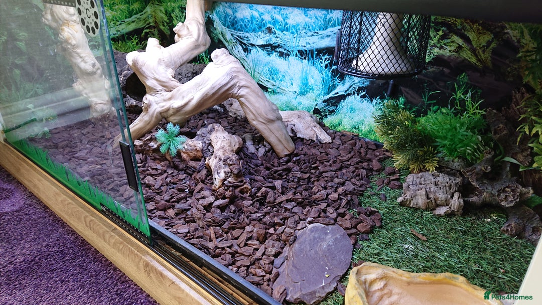 Boa Snake reptiles for sale: Hog Island boa and full double level custom set up - Image 11