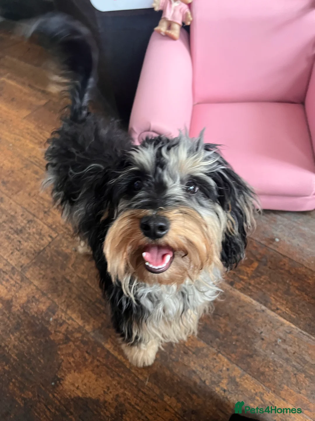 Cockapoo dogs for stud: f1 Merle cockapoo for stud in Nottingham - Advert 19