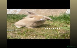 Mini Lion Lop rabbits for sale: Mini lop lion heads  - Image 8