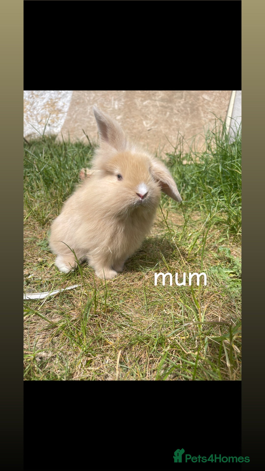 Mini Lion Lop rabbits for sale: Mini lop lion heads  - Image 8