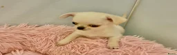 Mixed Breed dogs for sale: ADORABLE SHIH TZU/CHIHUAHUA - Advert 20