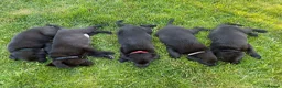 Borador dogs for sale: Labrador x collie puppies  - Advert 9