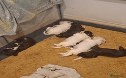 Mixed Breed dogs for sale: Beautiful Clumber spaniel x sprockers  - Image 11