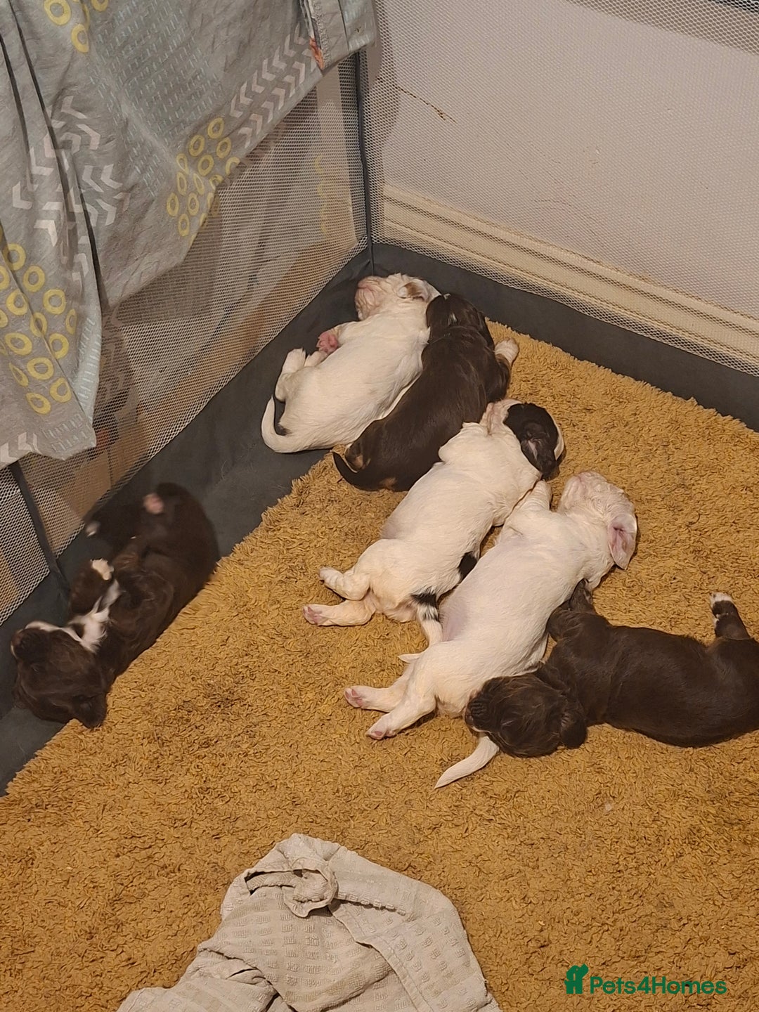 Mixed Breed dogs for sale: Beautiful Clumber spaniel x sprockers  - Image 11