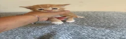 Ragdoll cats for sale: Ragdoll cross Maine coon in Wimborne - Advert 1