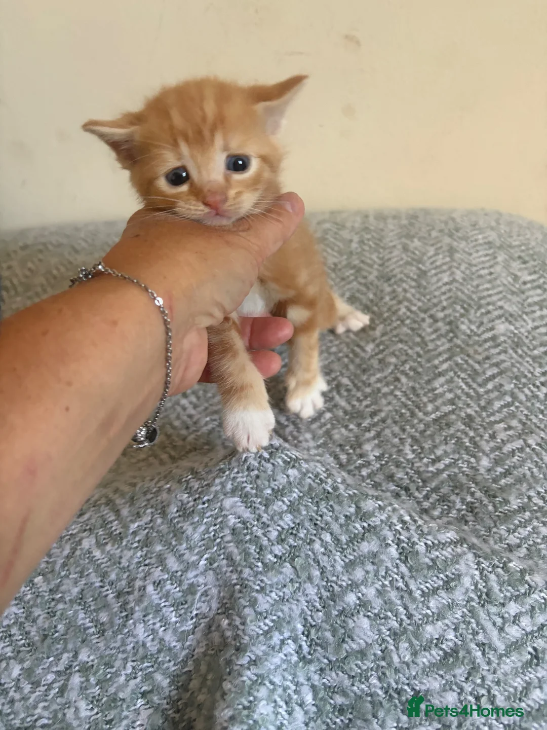 Ragdoll cats for sale: Ragdoll cross Maine coon in Wimborne - Advert 1