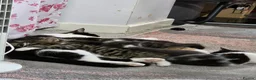 Mixed Breed cats for sale: Kittens for sale in Southampton - Advert 3