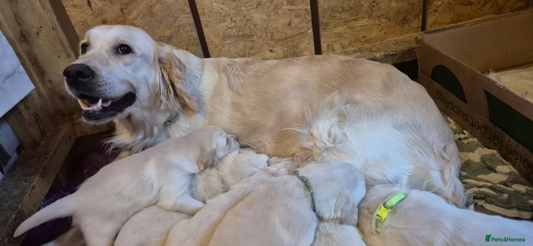 Golden Retriever dogs for sale: KC Registered Golden Retriever Glasgow  - Advert 8
