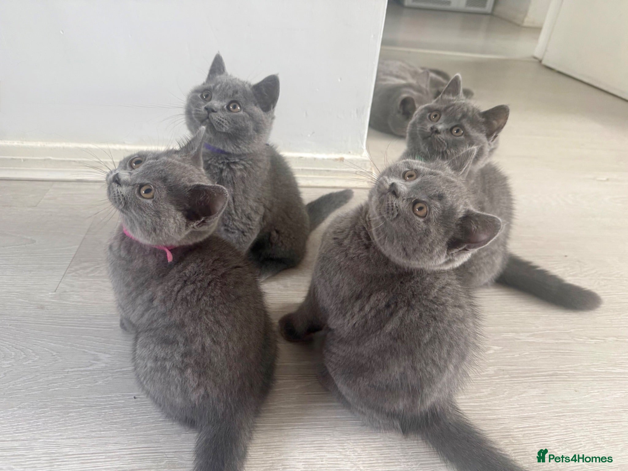 British Shorthair cats Beautiful 😍 GCCF British shorthair kittens - Advert 1